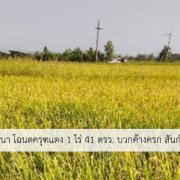 ขายที่นา โฉนดครุฑแดง 1 ไร่ 41 ตรว.